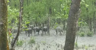 নতুন চর, পুরোনো সংকট—হাতিয়ায় চর দখলকে ঘিরে রক্তক্ষয়ী সংঘর্ষের আশঙ্কা